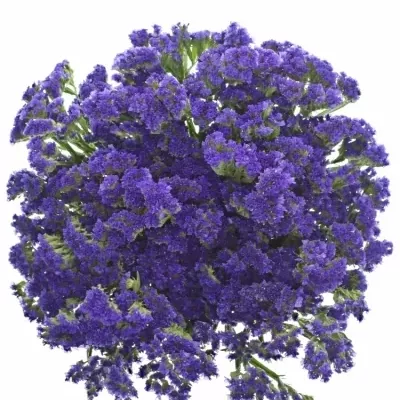 LIMONIUM SINUATUM BLUE SKY