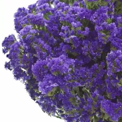 LIMONIUM SINUATUM BLUE SKY