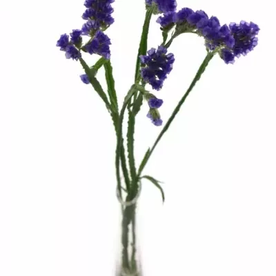 LIMONIUM SINUATUM CRYSTAL DARK BLUE