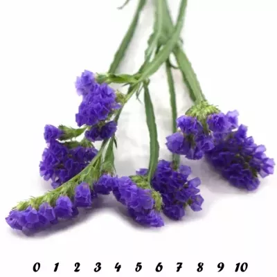 LIMONIUM SINUATUM CRYSTAL DARK BLUE