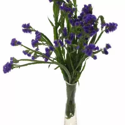 LIMONIUM SINUATUM CRYSTAL DARK BLUE