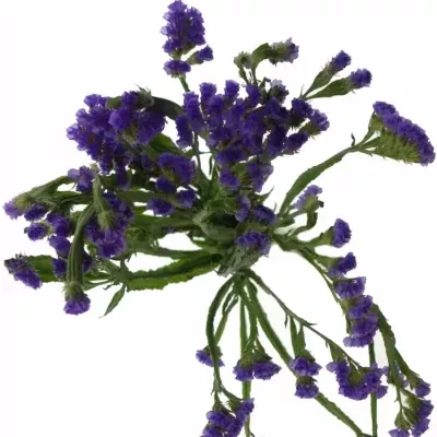 LIMONIUM SINUATUM CRYSTAL DARK BLUE