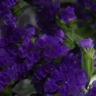 LIMONIUM SINUATUM CRYSTAL DARK BLUE