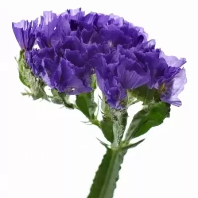 LIMONIUM SINUATUM GIANT BLUE BIRDS