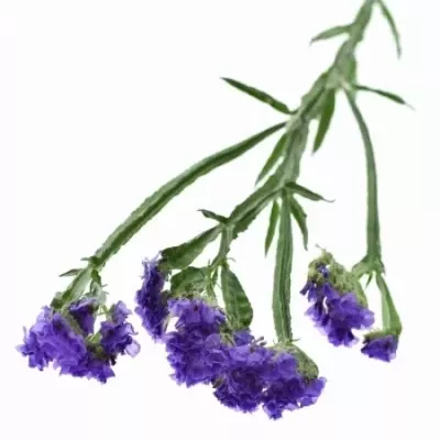 LIMONIUM SINUATUM GIANT BLUE BIRDS