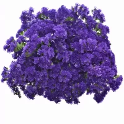 LIMONIUM SINUATUM GIANT BLUE BIRDS