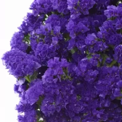 LIMONIUM SINUATUM GIANT BLUE BIRDS