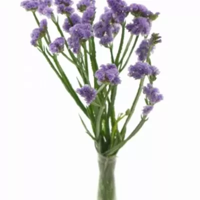 Limonium SINUATUM GIRLIE WINGS