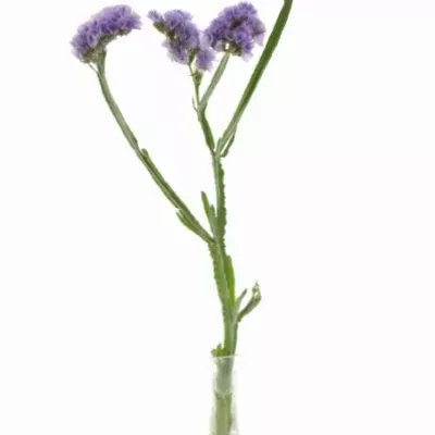 Limonium SINUATUM GIRLIE WINGS