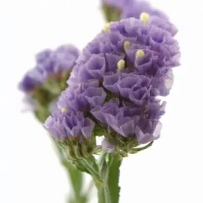 Limonium SINUATUM GIRLIE WINGS