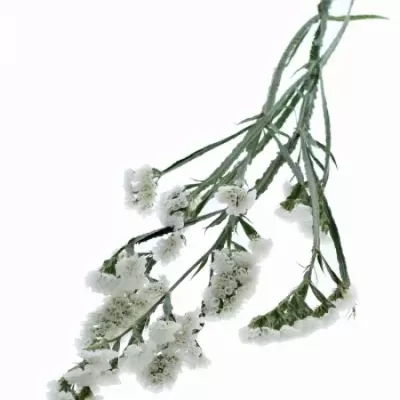 LIMONIUM SINUATUM GLACIER WHITE