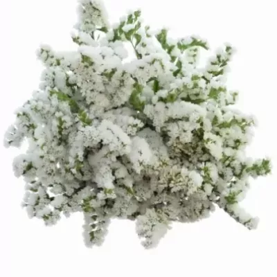 LIMONIUM SINUATUM GLACIER WHITE