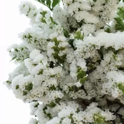 LIMONIUM SINUATUM GLACIER WHITE