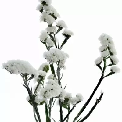 LIMONIUM SINUATUM GLACIER WHITE