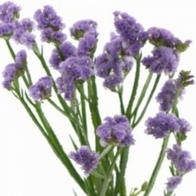 LIMONIUM SINUATUM HAPPY WINGS