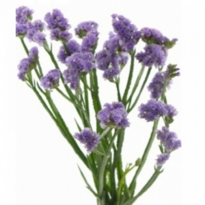 LIMONIUM SINUATUM HAPPY WINGS