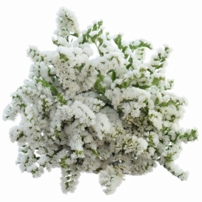 LIMONIUM SINUATUM ISA WHITE