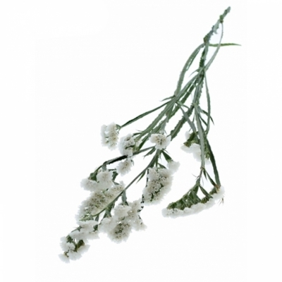 LIMONIUM SINUATUM ISA WHITE