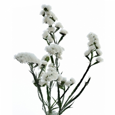 LIMONIUM SINUATUM ISA WHITE