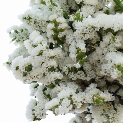 LIMONIUM SINUATUM ISA WHITE