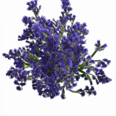 LIMONIUM SINUATUM LEVIS WINGS