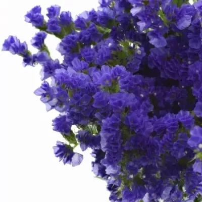 LIMONIUM SINUATUM LEVIS WINGS