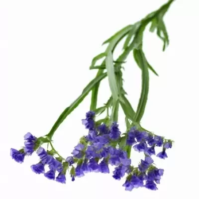 LIMONIUM SINUATUM LEVIS WINGS