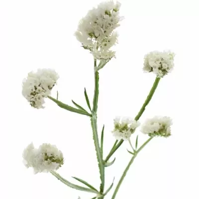 LIMONIUM SINUATUM OLGA WHITE