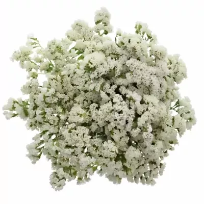 LIMONIUM SINUATUM OLGA WHITE