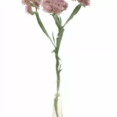 LIMONIUM SINUATUM PASTEL PINK 