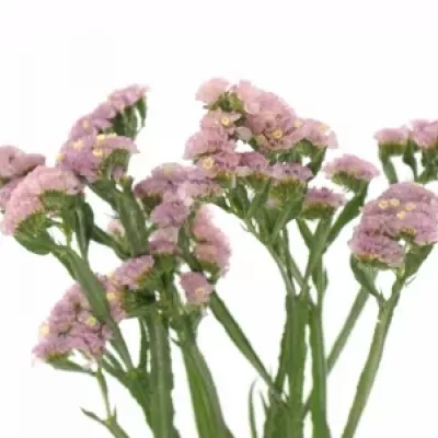 LIMONIUM SINUATUM PASTEL PINK 