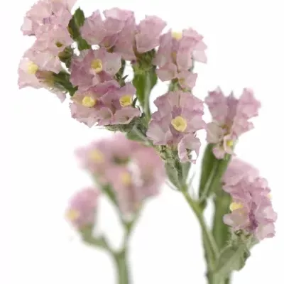 LIMONIUM SINUATUM PASTEL PINK