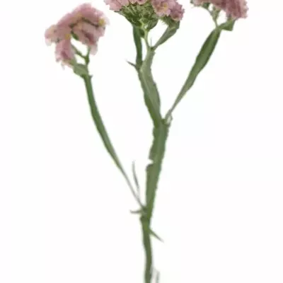 LIMONIUM SINUATUM PASTEL PINK 