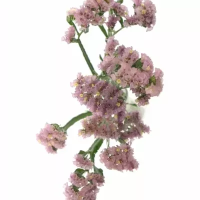 LIMONIUM SINUATUM PASTEL PINK 