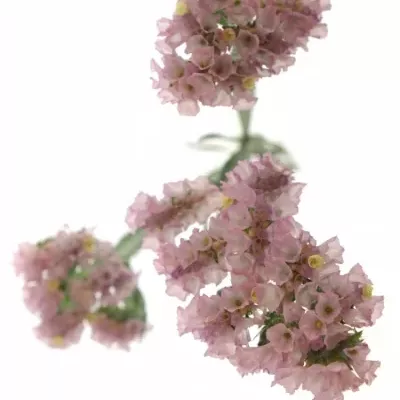 LIMONIUM SINUATUM PASTEL PINK 