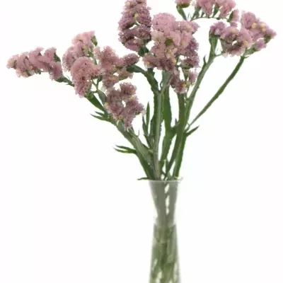 LIMONIUM SINUATUM PASTEL PINK 