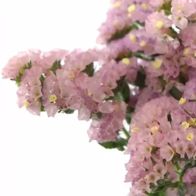 LIMONIUM SINUATUM PASTEL PINK 