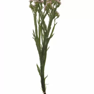 LIMONIUM SINUATUM PASTEL PINK