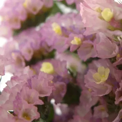 LIMONIUM SINUATUM PASTEL PINK 