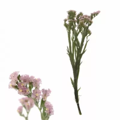 LIMONIUM SINUATUM PASTEL PINK