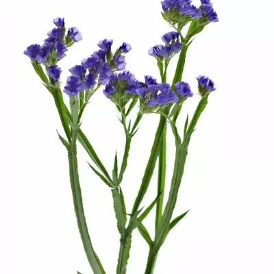 LIMONIUM SINUATUM PIPPA WINGS 70cm/30g