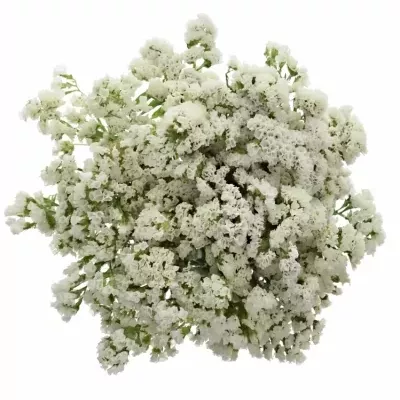 LIMONIUM SINUATUM POLAR SUN BIRDS 80cm/60g