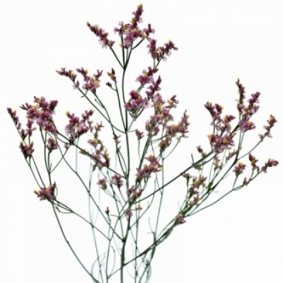 Limonium SINUATUM PRINCES DIAMOND