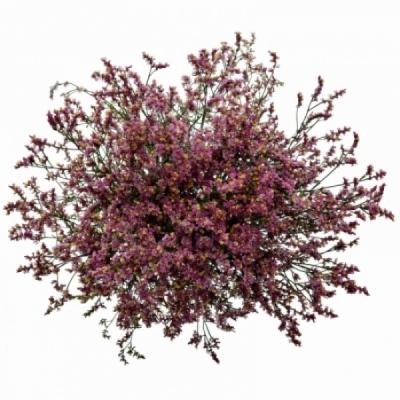 Limonium SINUATUM PRINCES DIAMOND