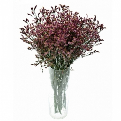 Limonium SINUATUM PRINCES DIAMOND