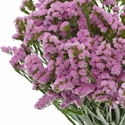 LIMONIUM SINUATUM ROSELLA SUN BIRDS 80cm/40g