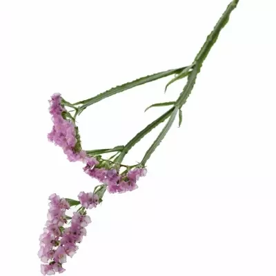 LIMONIUM SINUATUM ROSELLA SUN BIRDS 80cm/40g