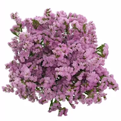 LIMONIUM SINUATUM ROSELLA SUN BIRDS 80cm/40g