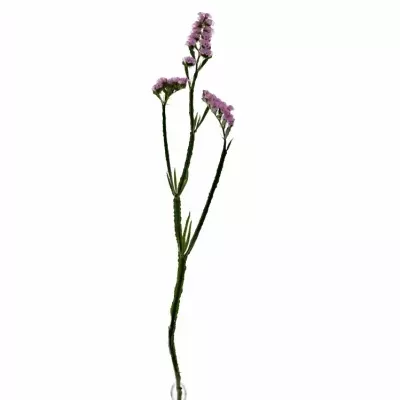 LIMONIUM SINUATUM ROSELLA SUN BIRDS 80cm/40g