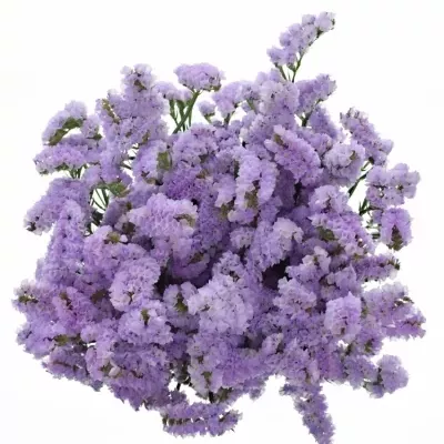 LIMONIUM SINUATUM ROSSI SUN BIRDS